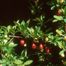 Japanese Barberry (Berberis thunbergii)