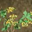 European Barberry (Berberis vulgaris)