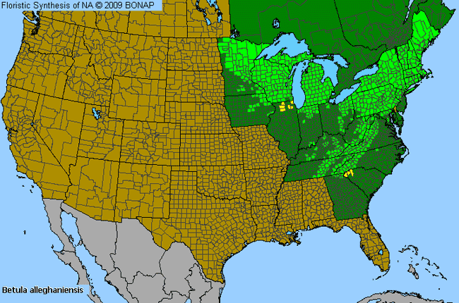 Allergies By County Map For Yellow Birch