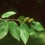 Yellow Birch (Betula alleghaniensis)