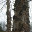 River Birch (Betula nigra)