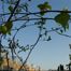 Gray Birch (Betula populifolia)