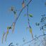 Gray Birch (Betula populifolia)