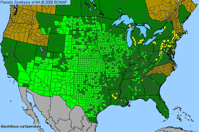 Allergies By County Map For Side-Oats Grama