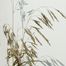 Smooth Brome (Bromus inermis)