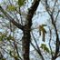 Shag-Bark Hickory (Carya ovata)