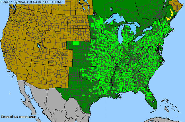 Allergies By County Map For New Jersey-Tea