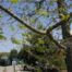 Common Hackberry (Celtis occidentalis)