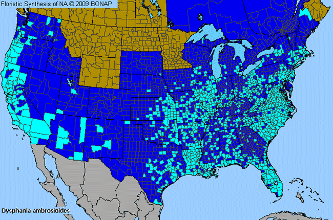 Allergies By County Map For Mexican-Tea