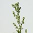 Oak-Leaf Goosefoot (Chenopodium glaucum)