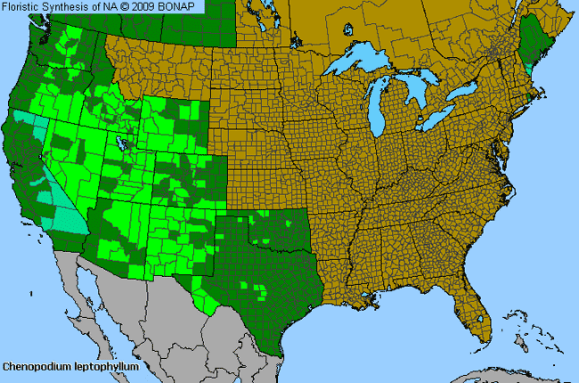 Allergies By County Map For Narrow-Leaf Goosefoot