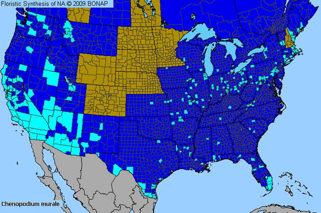 Allergies By County Map For Nettle-Leaf Goosefoot