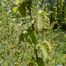 American Hazelnut (Corylus americana)