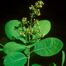 American Smoketree (Cotinus obovatus)