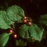 Pear Hawthorn (Crataegus calpodendron)