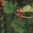 Downy Hawthorn (Crataegus mollis)