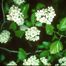 Downy Hawthorn (Crataegus mollis)