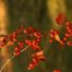 Washington Hawthorn (Crataegus phaenopyrum)