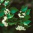 Washington Hawthorn (Crataegus phaenopyrum)