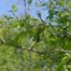 Dotted Hawthorn (Crataegus punctata)