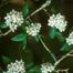 Green Hawthorn (Crataegus viridis)