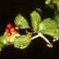 Green Hawthorn (Crataegus viridis)