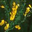 Scotch Broom (Cytisus scoparius)