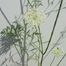 Queen Anne's-Lace (Daucus carota)