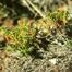 Black Crowberry (Empetrum nigrum)