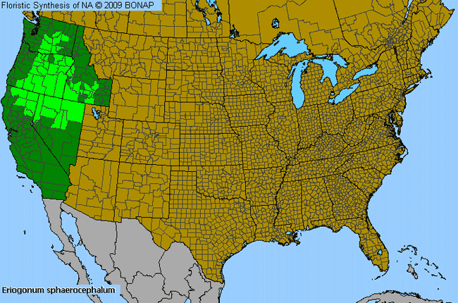 Allergies By County Map For Rock Wild Buckwheat