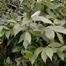 Winged Spindletree (Euonymus alata)