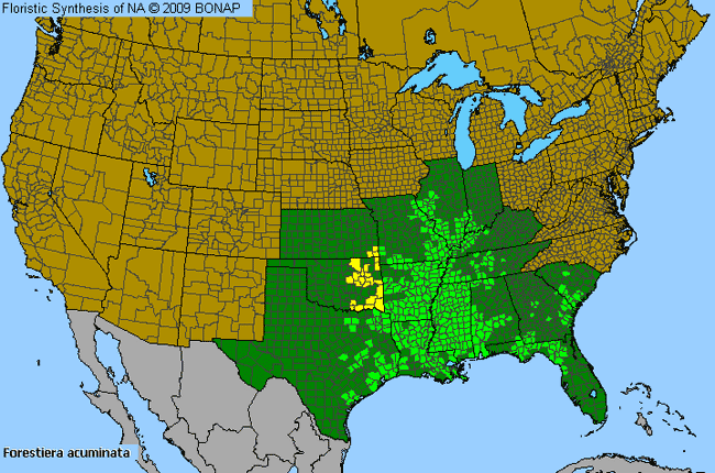 Allergies By County Map For Eastern Swamp-Privet