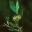 Florida Swamp-Privet (Forestiera segregata)