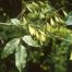 Carolina Ash (Fraxinus caroliniana)