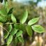 Black Ash (Fraxinus nigra)