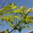 Black Ash (Fraxinus nigra)