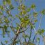 Green Ash (Fraxinus pennsylvanica)