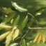 Pumpkin Ash (Fraxinus profunda)