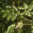 Kentucky Coffeetree (Gymnocladus dioicus)