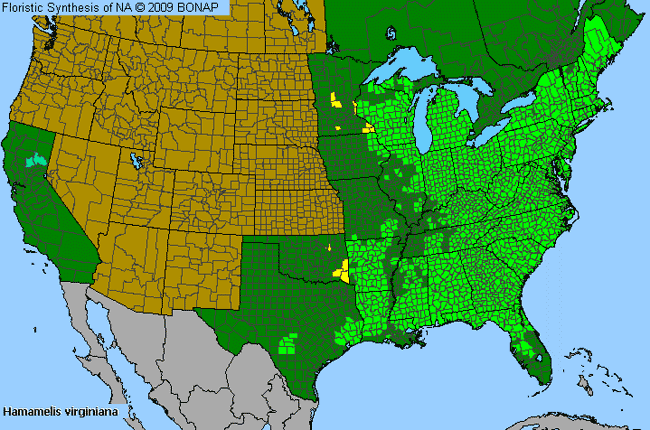 Allergies By County Map For American Witch-Hazel