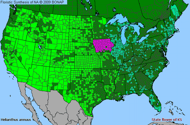 Allergies By County Map For Common Sunflower