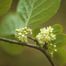 Carolina Holly (Ilex ambigua)