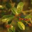 Dahoon (Ilex cassine)