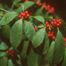 Common Winterberry (Ilex verticillata)