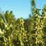 Seacoast Marsh-Elder (Iva imbricata)