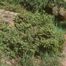 Common Juniper (Juniperus communis)