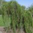 European Larch (Larix decidua)