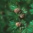 American Larch (Larix laricina)