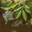 Glossy Privet (Ligustrum lucidum)