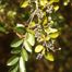 Chinese Privet (Ligustrum sinense)